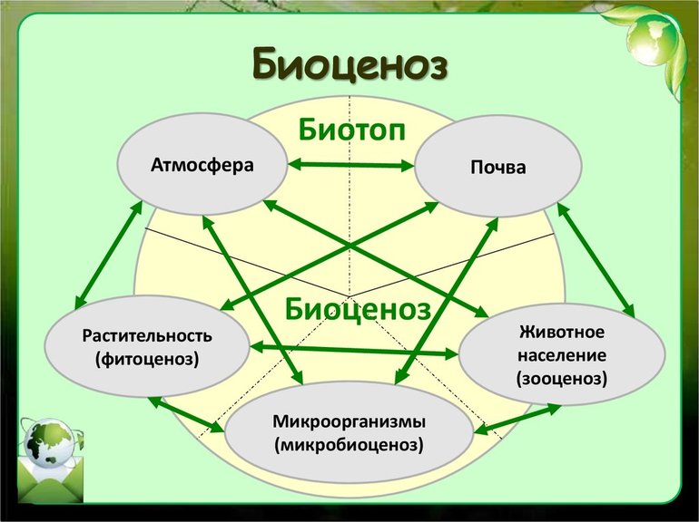 Схема биогеоценоза