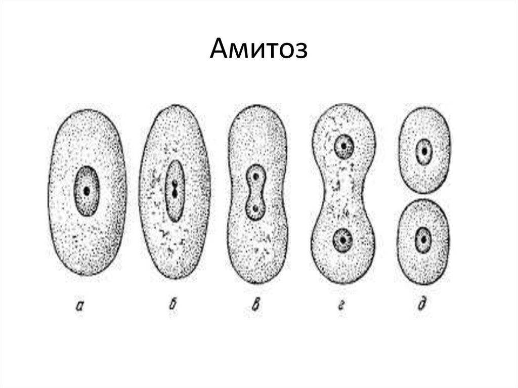 Схема амитоза