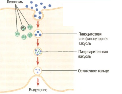 В качестве примера фагоцитоза можно привести переваривание содержимого пиноцитозных